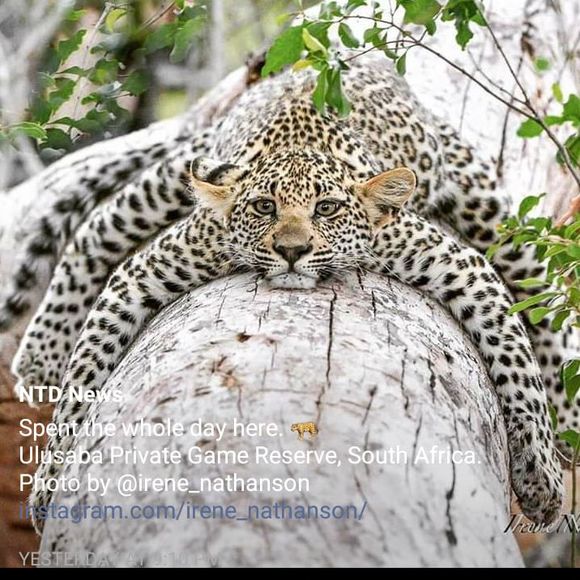 Meet your Posher, Petra - Picture 1 of 1